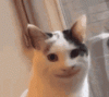 cat.gif