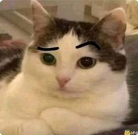 BugTrainerJoey