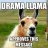 Drama_llamma